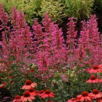 Agastache 'Morello with coneflowers