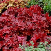 Bright Red Coral Bells Foliage of 'Forever Red'