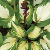 Hosta 'Raspberry Sundae' variegated leaves with red stems