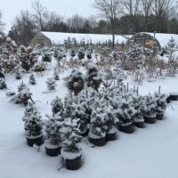 3 gallon plants during the winter