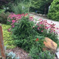 Weeping Fir and Cone Flowers